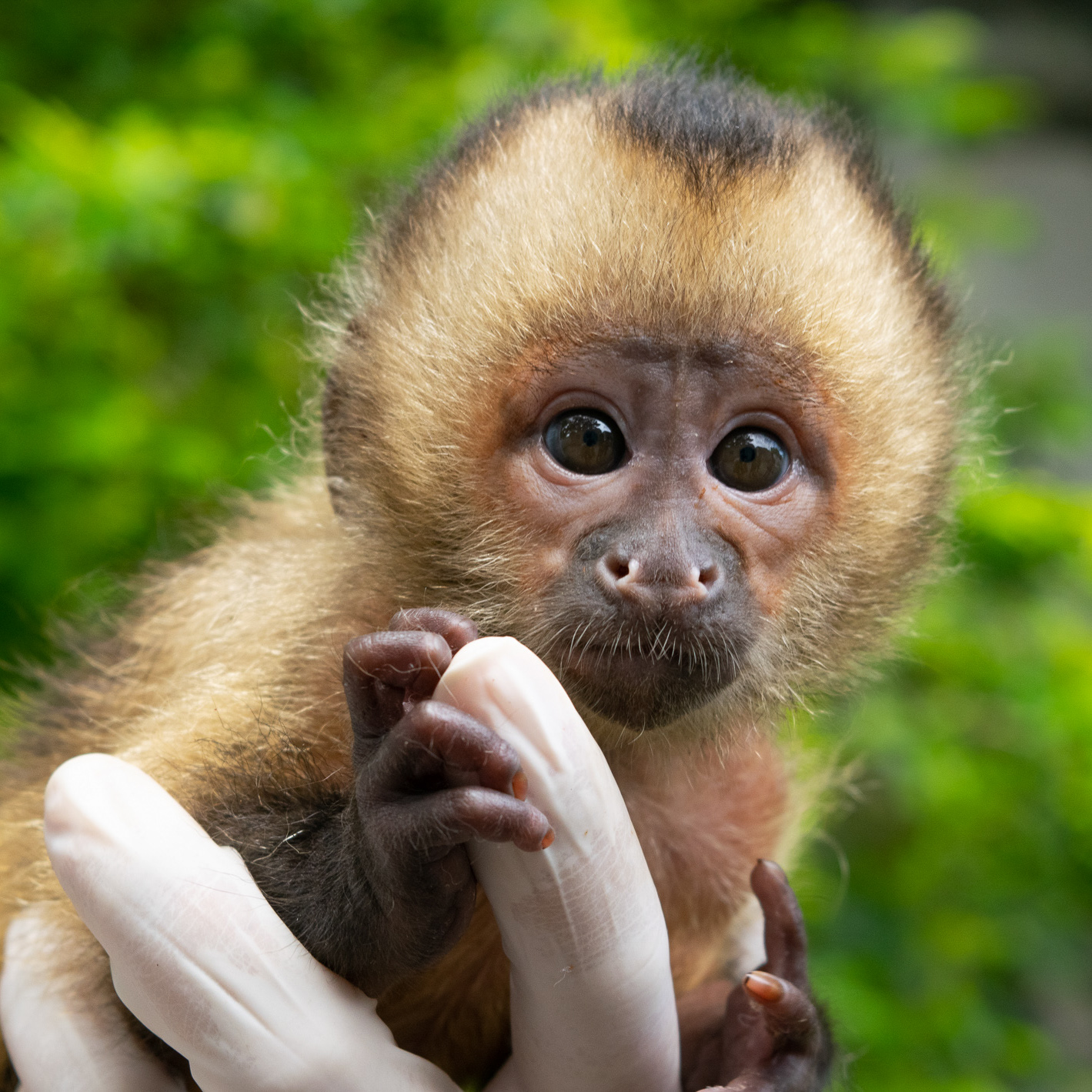 Abu, o filhote de macaco-prego-do-peito-amarelo que nasceu no